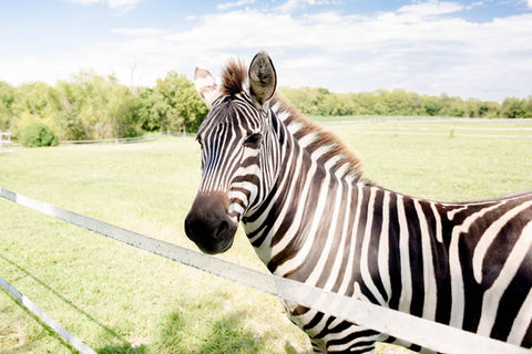 Sugar Spring Ranch Zebra